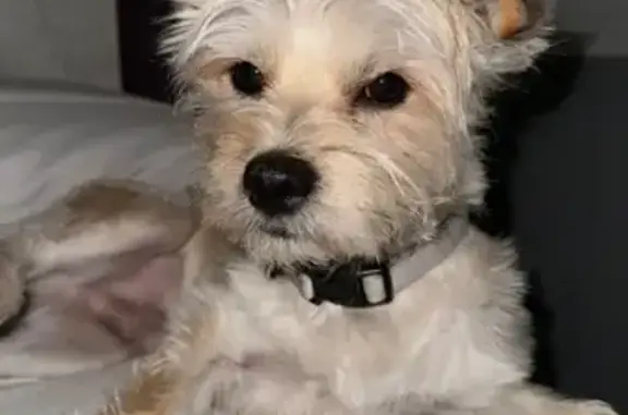 Perro Perdido en Peligros: Blanco y Gruñón