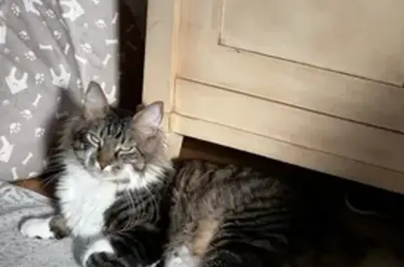 Chat perdu, Casteljaloux, photo: Chat perdu, gentil et proche de l'homme