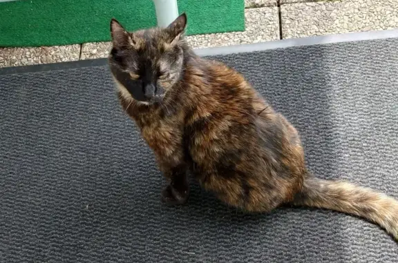 Animaux perdus , photo: Chatte perdue Alya, 3 pattes, Darnieulles