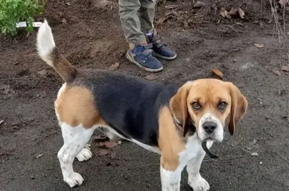 Chien perdu , photo : Beagle tricolore perdu à Soucieu-en-Jarrest