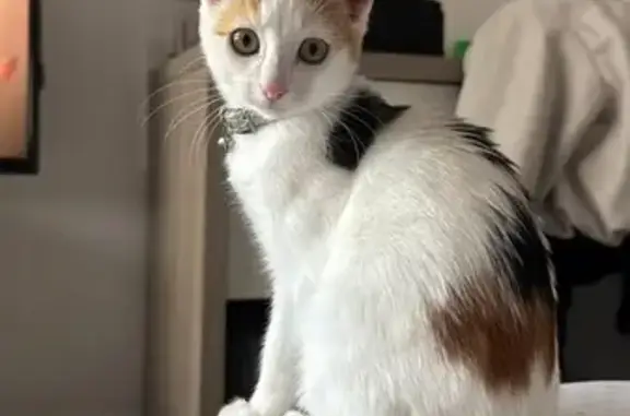 Chat perdu, , photo: Chaton Mia perdu à Montoison, contactez-nous