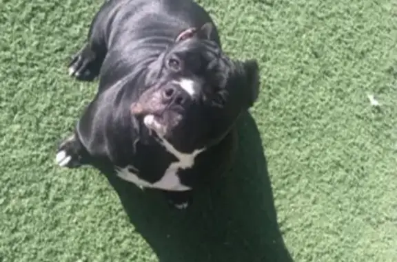 Missing dog Phoenix, photo: Lost Black Dog: West Cochise, Phoenix