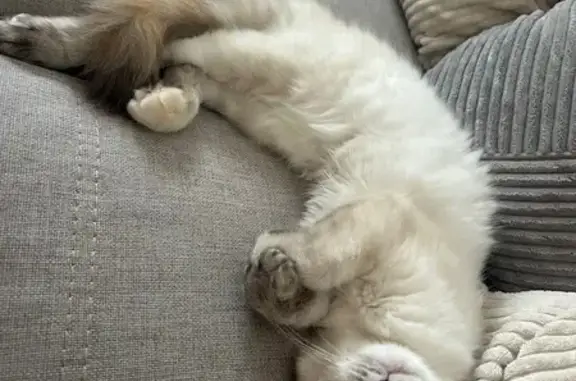 Chat Perdu: Blanc, Yeux Bleus, La Roche-sur-Yon - photo