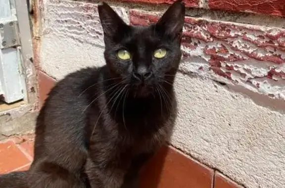 Gatita Negra Perdida en Badalona: Detalles