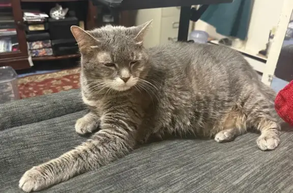 Lost pets , photo: Lost Grey Tabby: 15-Year-Old in Union City