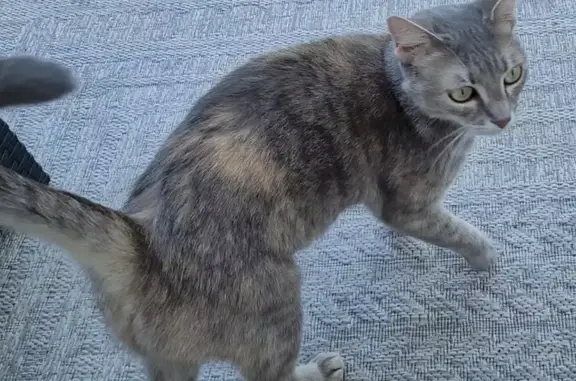 Animaux perdus Drancy, photo: Chatte perdue Drancy: Indy, 7 ans, craintive