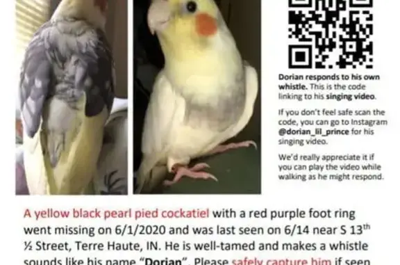 Lost Cockatiel: Yellow Gray, R...