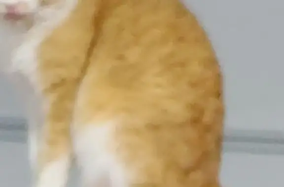 Help Find Reds: Beloved Orange...