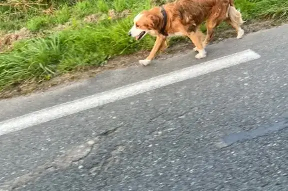 Animaux trouvés Mellac, photo: Chien noir perdu, boîte patte, Mellac