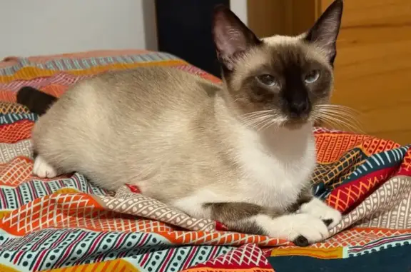 Chat perdu, Bénodet, photo: Chatte siamoise Raja perdue à Bénodet
