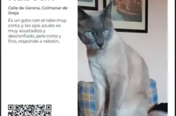 ¡Ayuda a encontrar a Rabotin, mi gato perdido!