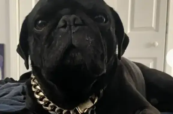Lost Male Pug: Gold Chain or Fabric Collar