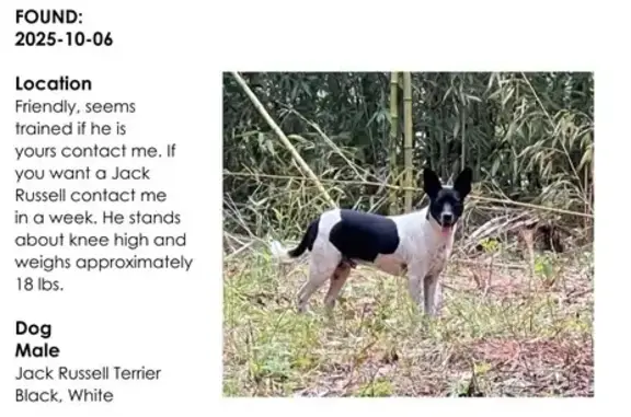 White and black Jack Russell. Well behaved, neutered, no chip, well trained and healthy.