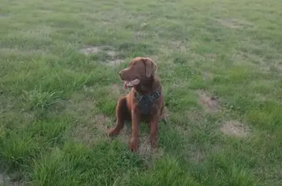 Animaux perdus , photo: Chienne labrador volée, Anya, 8 mois