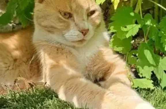 Chat roux-blanc perdu, boiterie, Cournon - photo