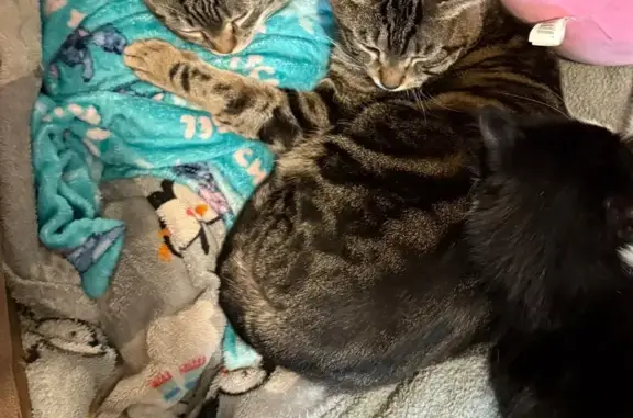 Lost Big Tiger Cat: Taz in Brentwood