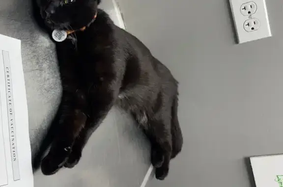 Friendly Lost Black Cat in Ros...