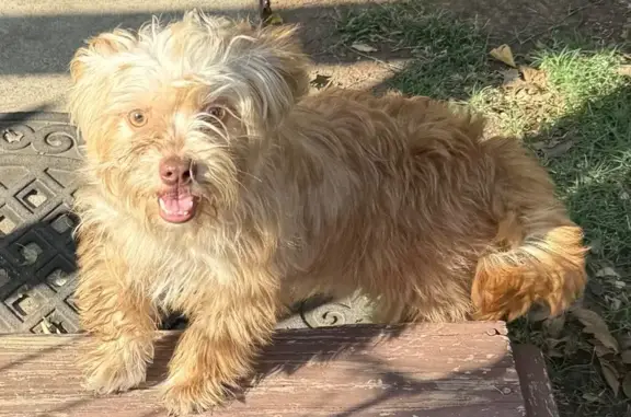 Found dog Lawton, photo: Found: Sweet Blonde Poodle Mix in Lawton