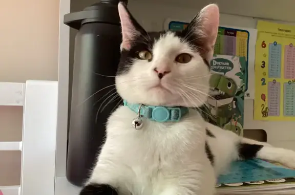 Missing cat , photo: Lost Cat: Black & White, South Perth