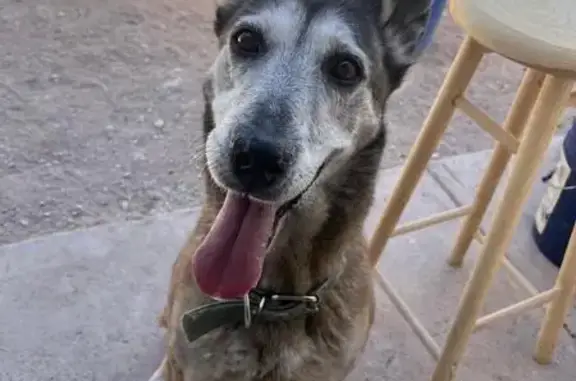 Perro perdido: Mika, Pastor Belga 12 años