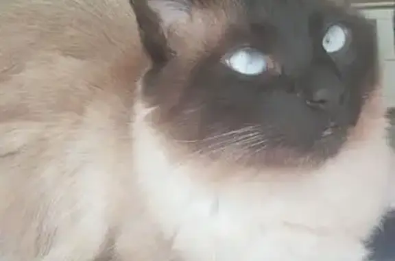 gato desaparecida