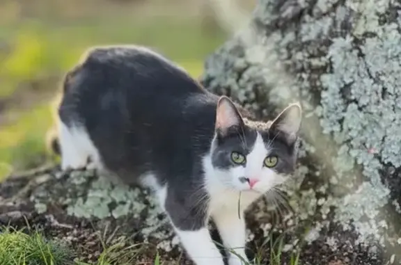 Lost Cat: White & Gray, Green...