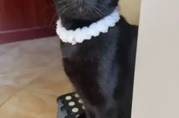 Lost Black Cat Guinness in Med...