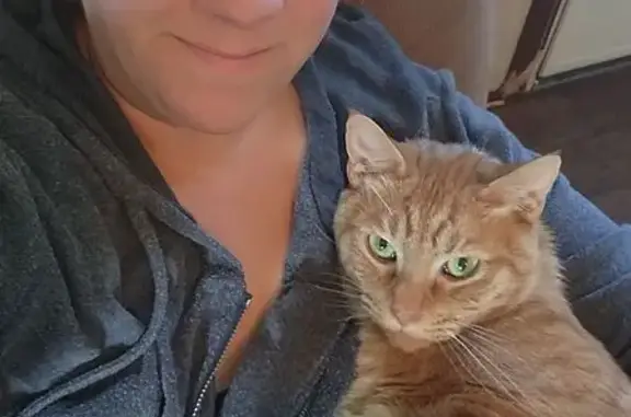 Lost Orange Tabby Cat: Abel on...
