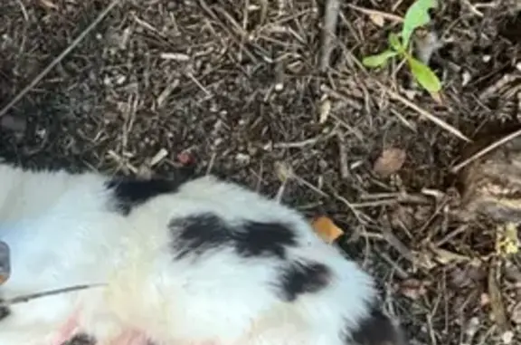 Deceased Cat Found on Jayne Av...