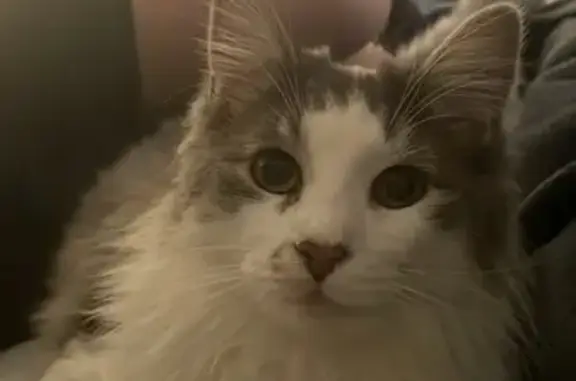 Lost Grey & White Cat - Orland...