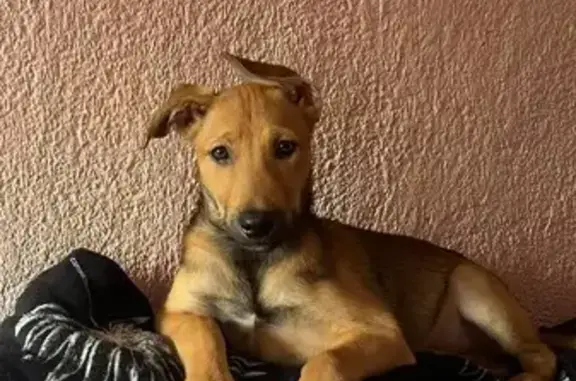 Perros perdidos, Mazatlan, foto: ¡Twigginini se extravió en Mazatlán!