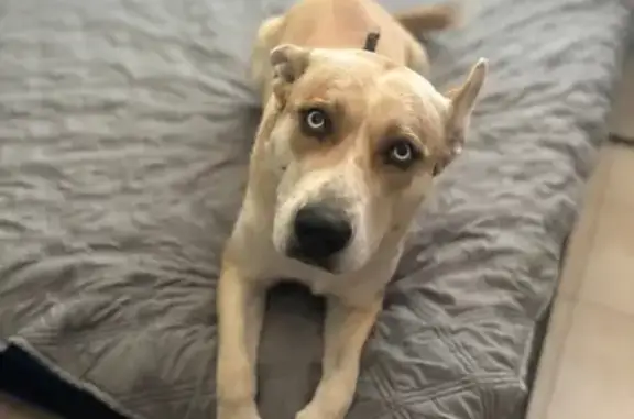 Lost Energetic Dog: Blue Eyes,...