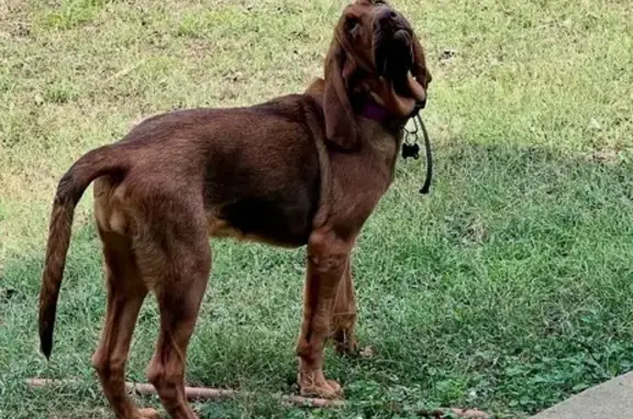 Lost Reddish Brown Hound in Ho...