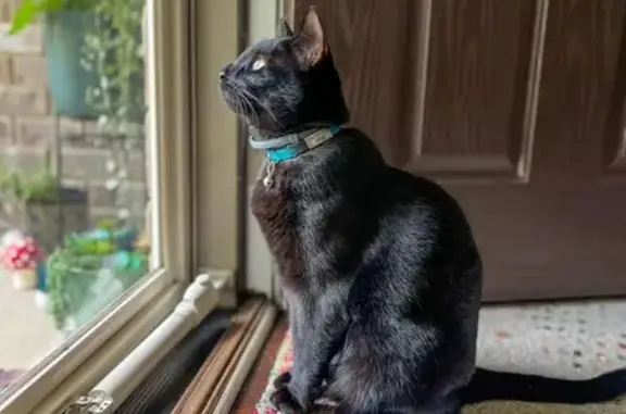 Lost Black Cat: Max, Crown Poi...
