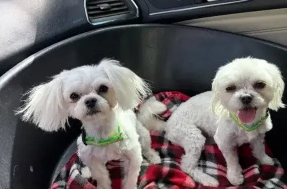 Lost Dog: Colorful Pup in Vern...