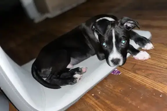 Lost Dog in Detroit: Black Col...