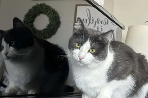 Lost Grey & White Cat in Lehi...