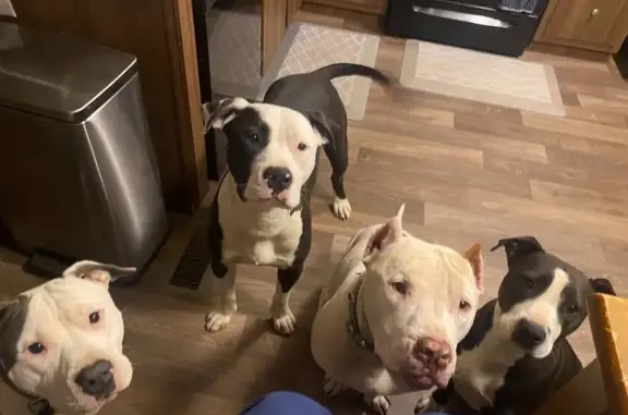 Lost Dogs: Black/White & Spott...