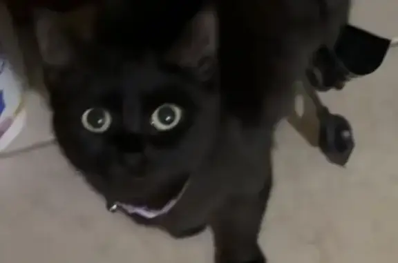 Help Find Mika: Lost Cat in Brooklyn