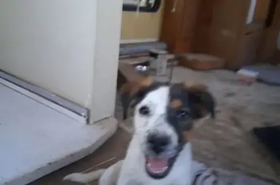 Lost Dog: Unique Spots, Ash Fo...