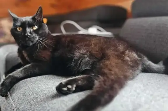 Lost Black Cat: Meadow Lane, C...