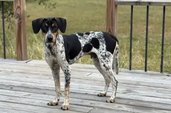 Found dog , photo: Young Coon Dog Found: Gordon Chapel Rd