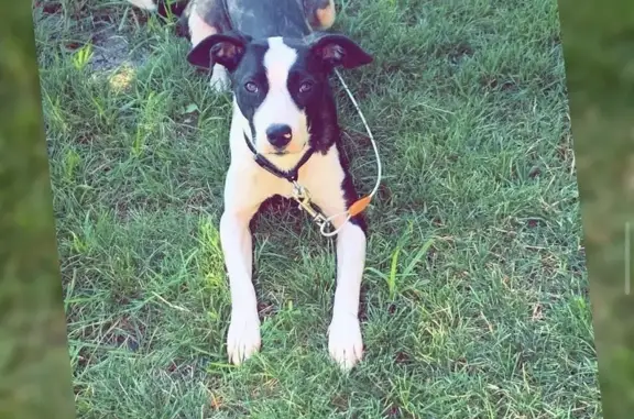 Lost Dog: Black & White, Purpl...