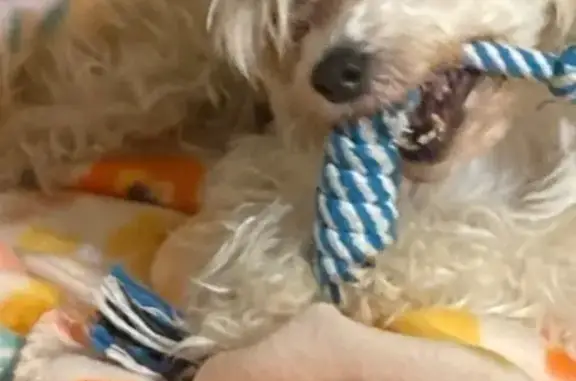 Lost Sweetheart: White & Beige...