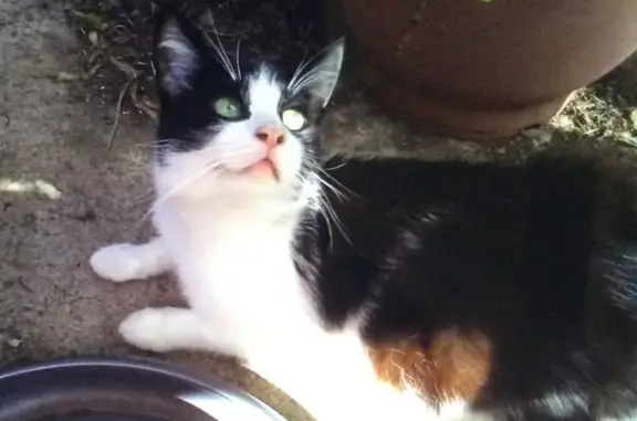 Lost Cat with Green Eyes in Ca...