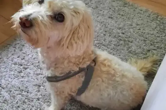 Urgente: Busca a Maltés Blanco Perdido