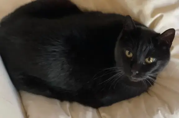 Chatte noire perdue, yeux jaunes, pucée - photo