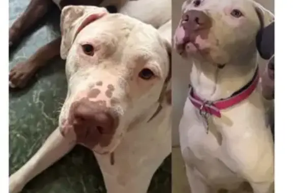 Lost Dog: Friendly White & Gin...