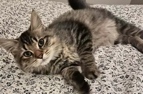 Animaux perdus Noisy-le-Grand, photo: Chaton Sibérien perdu, Noisy-le-Grand