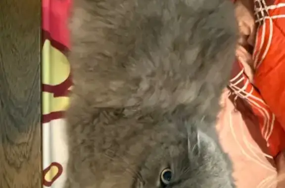 Lost Gray Cat: Lim Ah Pin Rd, 23C